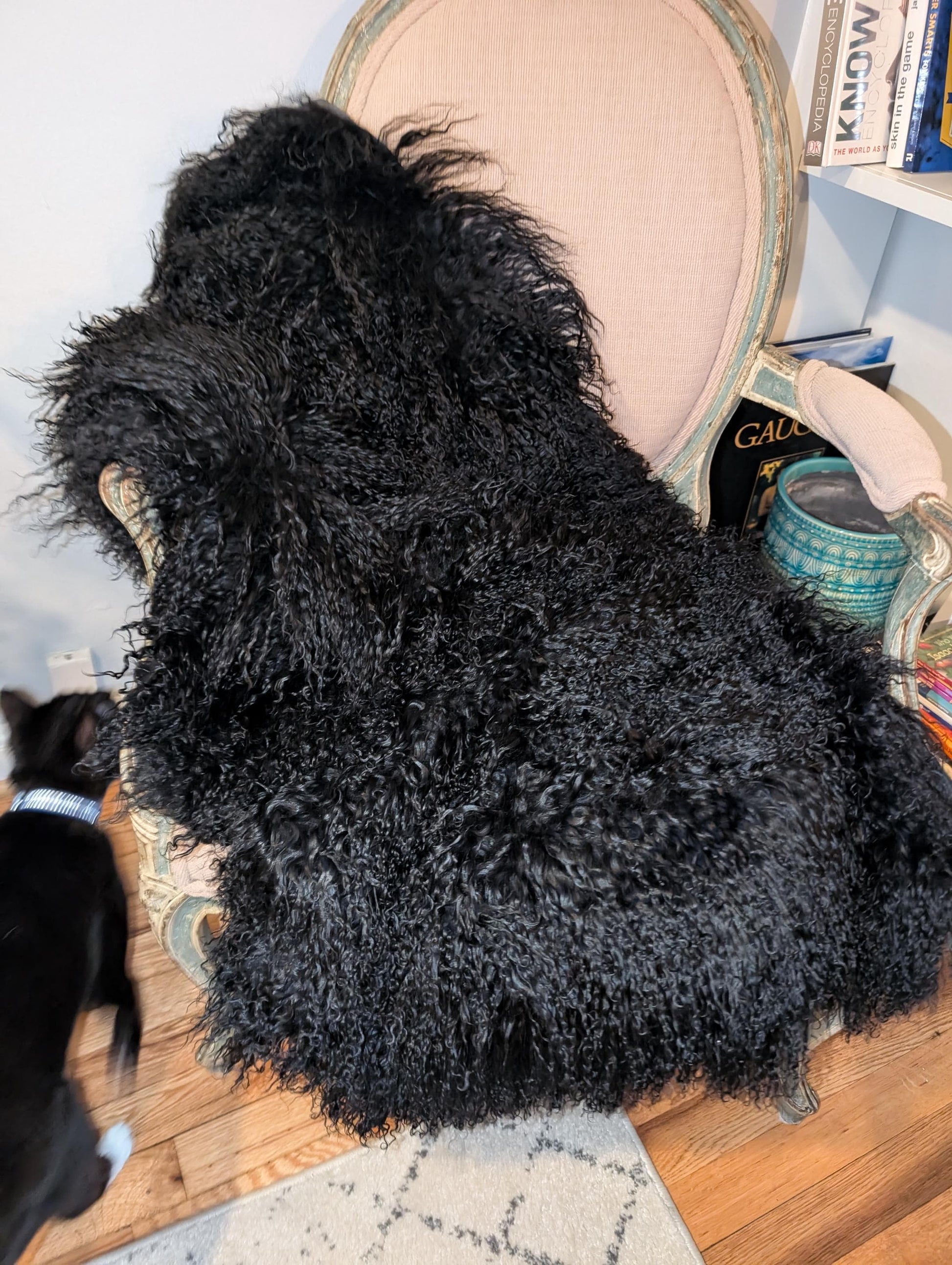 Our Luxurious Genuine Sheepskin Throw. Elevate your home decor with our Luxurious Genuine Sheepskin Throw, a stunning addition that combines comfort, style, and eco-friendliness. Crafted from high-quality, natural sheepskin, this throw rug is designed to bring warmth and sophistication to any room. Stylish home decor. Eco frinedly